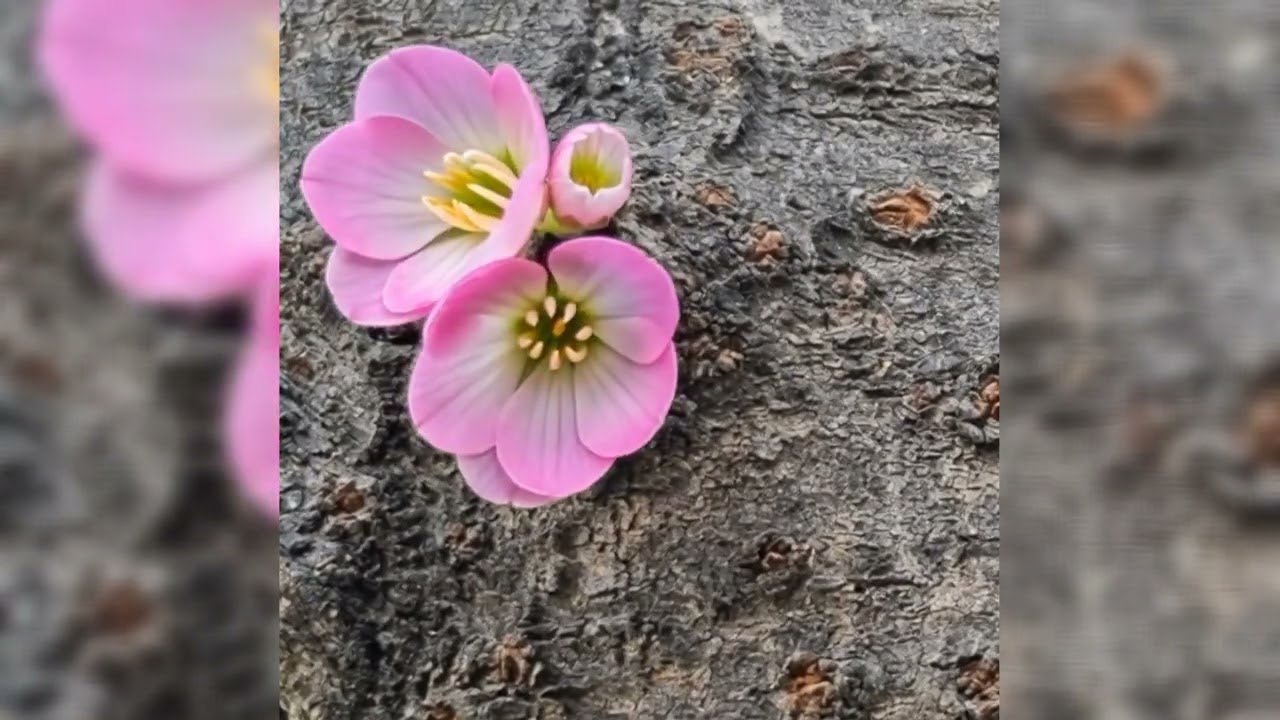 봄은 오는 소리