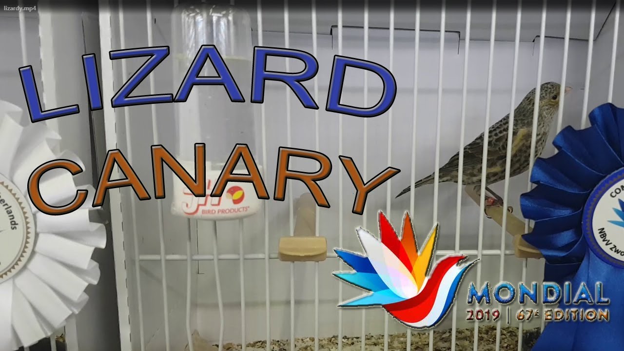 MONDIAL COM ZWOLLE 2019 WORLD SHOW Lizard Canary