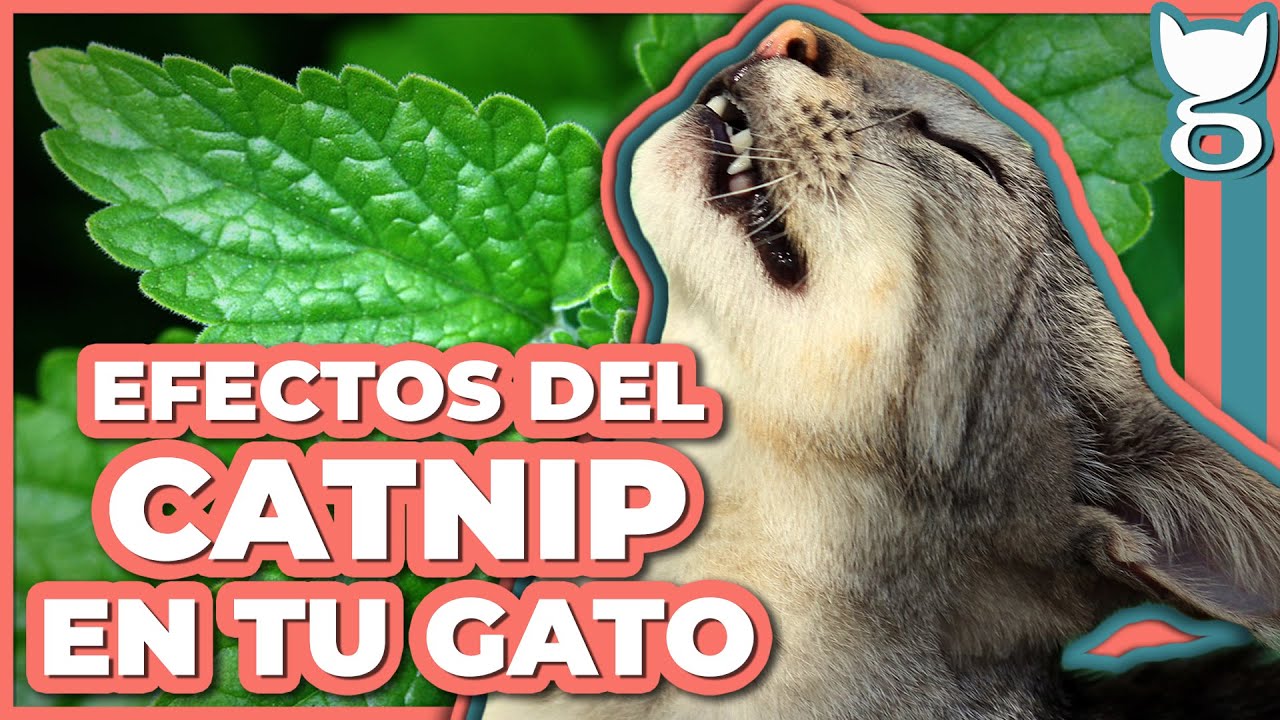 CÓMO USAR EL CATNIP CON MI GATO 😺🌿 LA GATERÍA TV