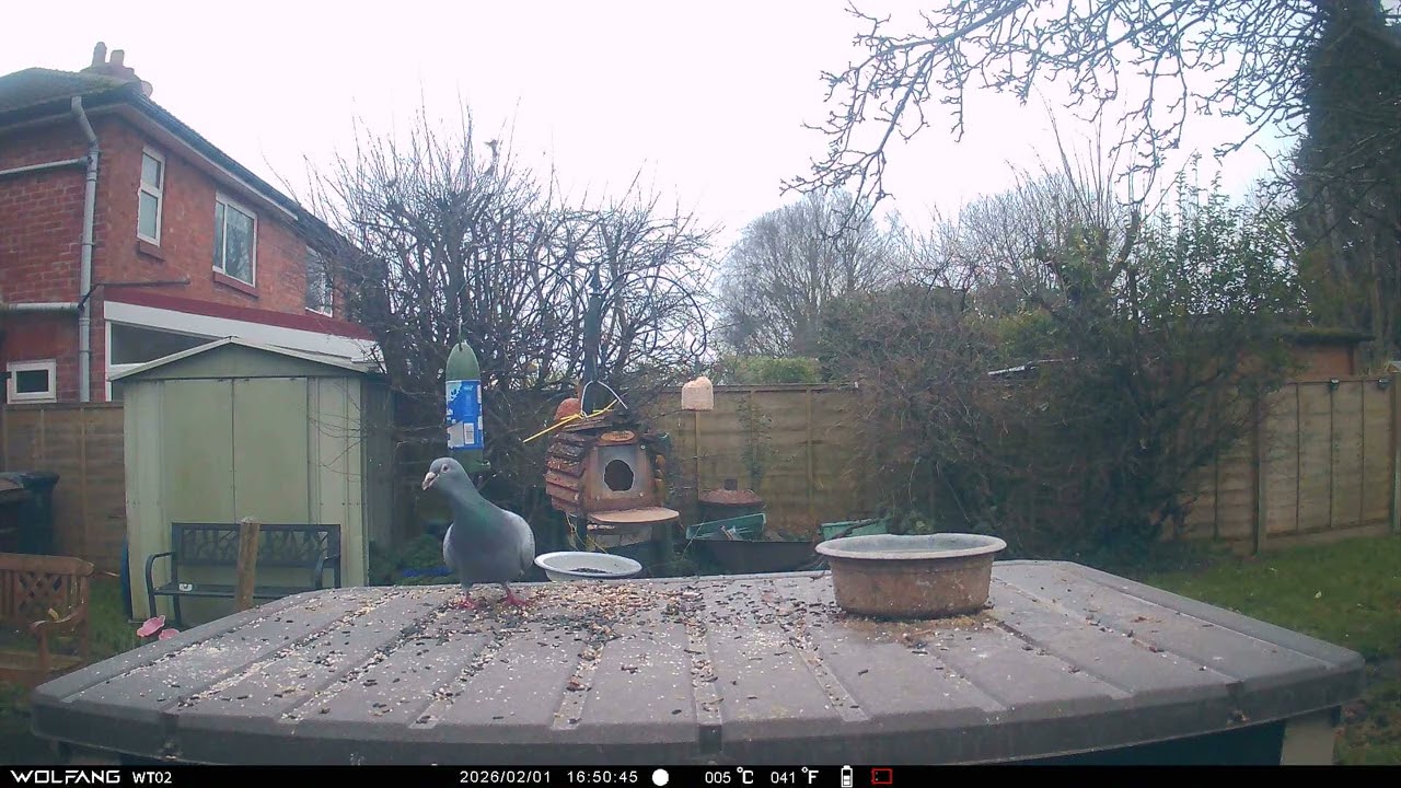 Pigeons Sparrows