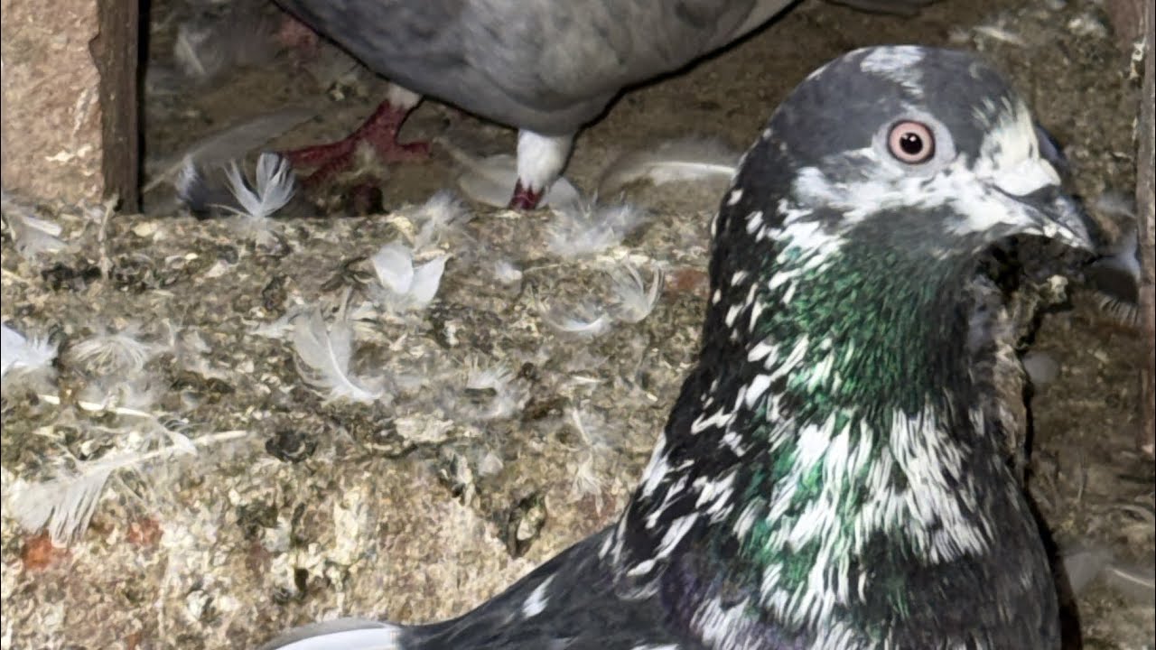 Zaman pigeon Care  is live