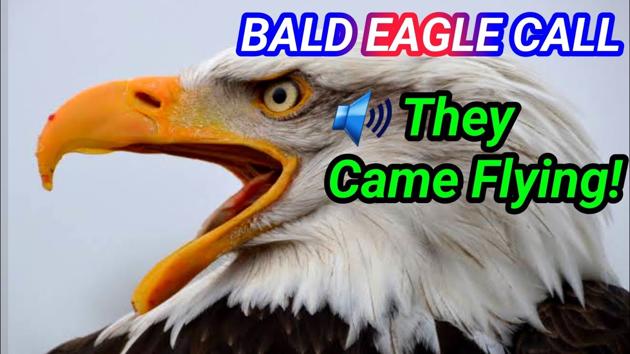 Bald Eagle Call That Attracts Eagles Instantly 🦅 | Real Bald Eagle Sound (High Quality)