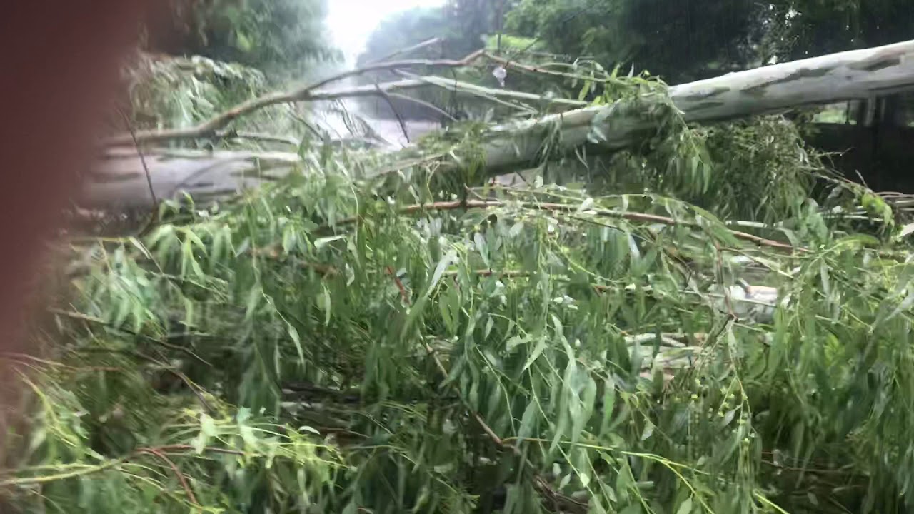 Patiala| heavy rain | road block| tree down