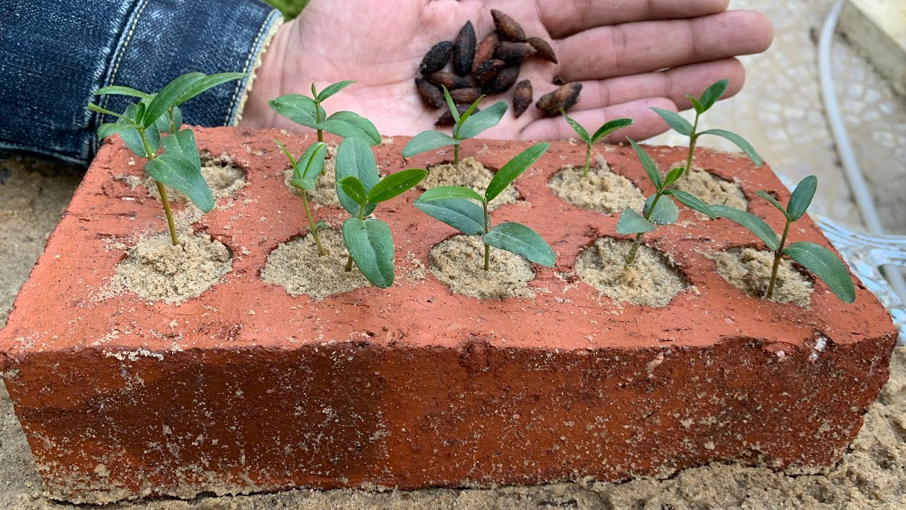 زراعة و إنبات بذور الزيتون 🫒 بأسرع وأسهل طريقة 🌿أشجار زيتون مجانًا