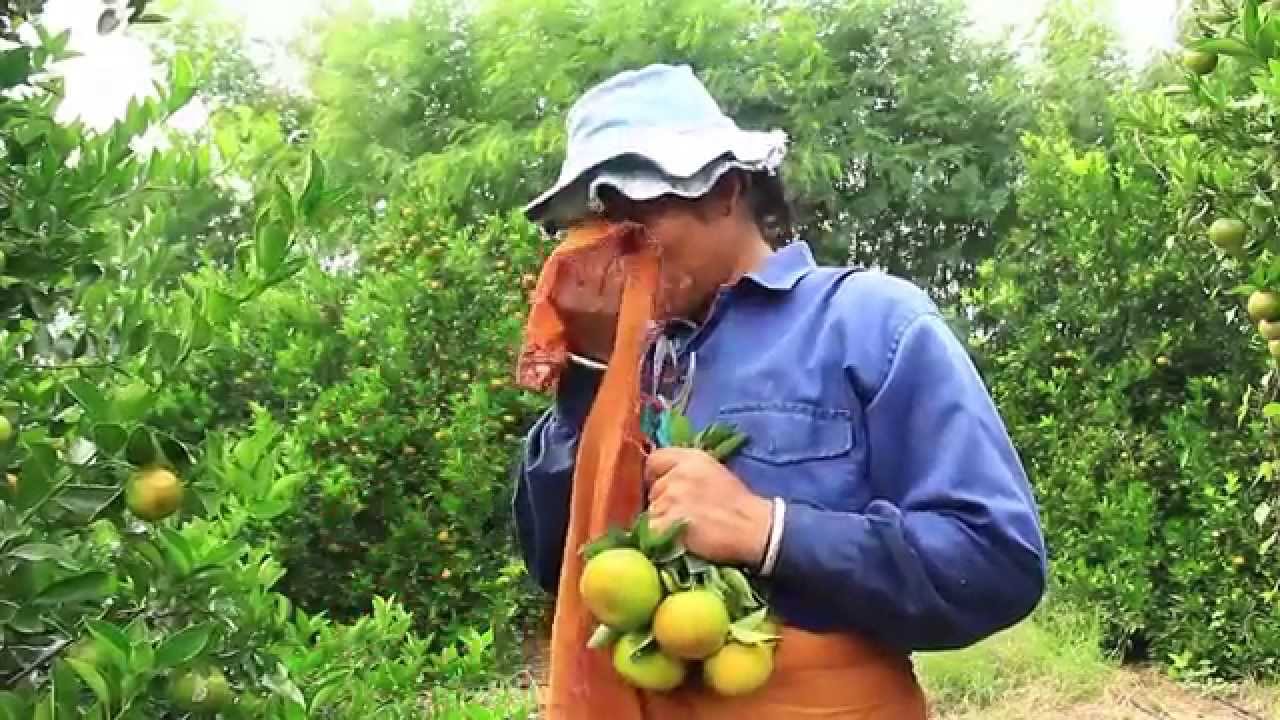 Fruits Local a Ile Maurice