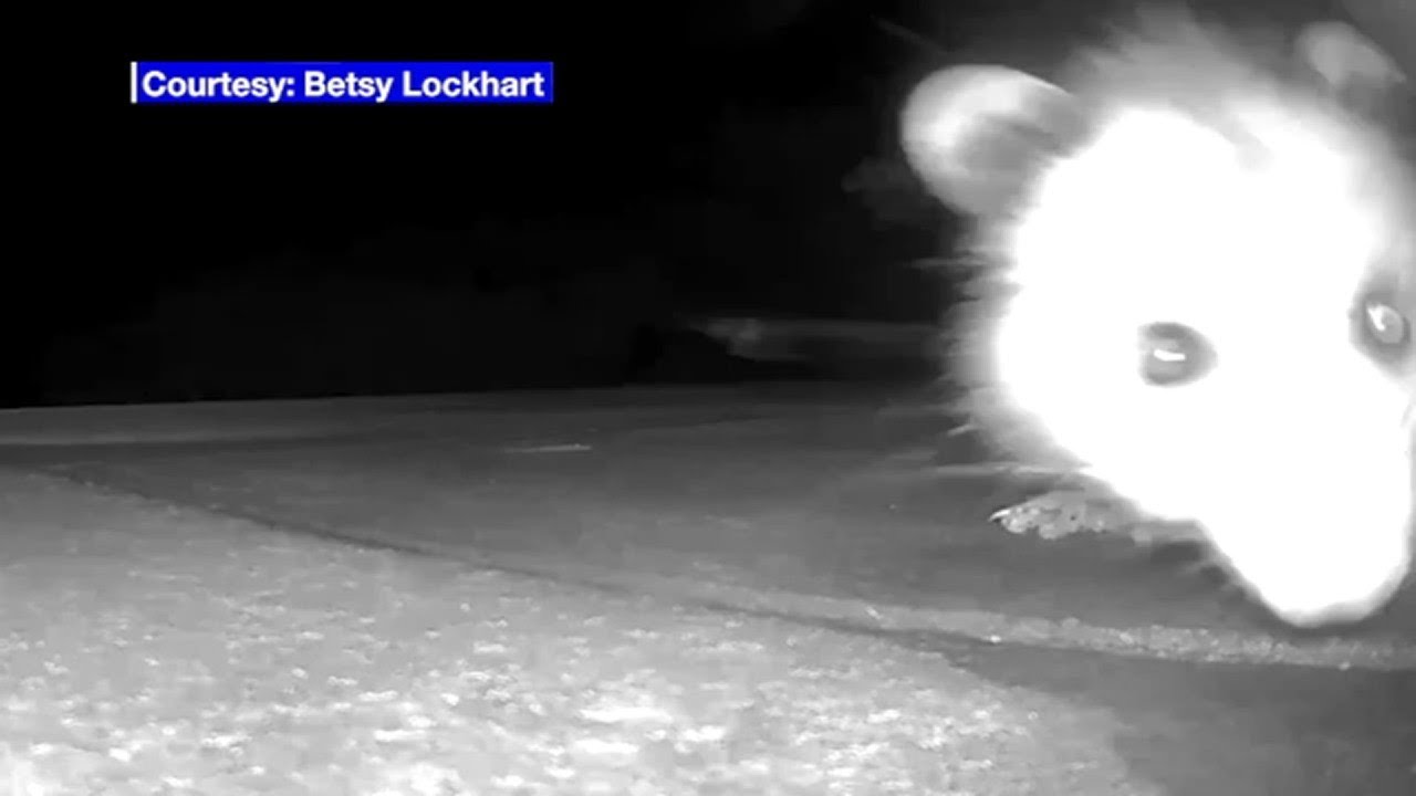 Unlikely porch pirate caught on video stealing holiday package