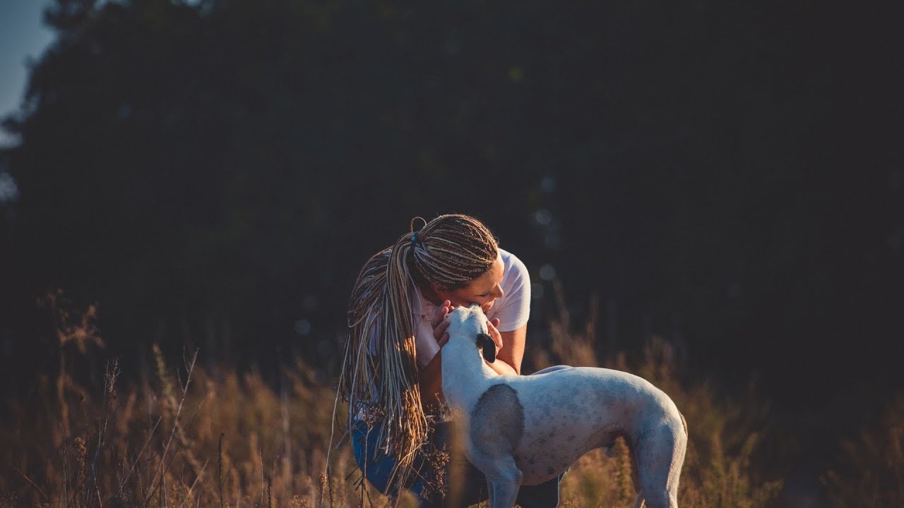 Choosing Between the Whippet and the Greyhound: A Breed Comparison