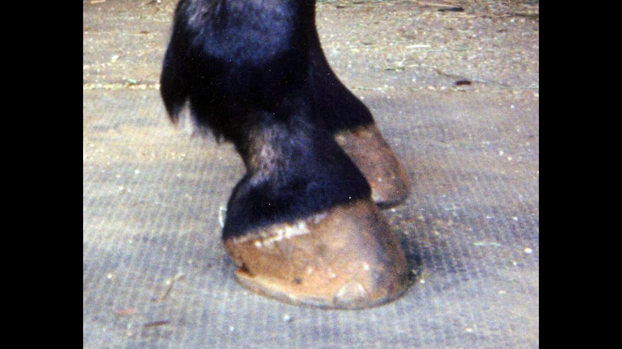 How the Bull-Nose Curved Hoof Effects Your Horse's Body