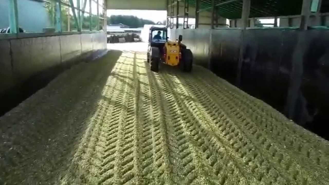 Kukurydza 2015 Podlasie !!! JCB 531-70