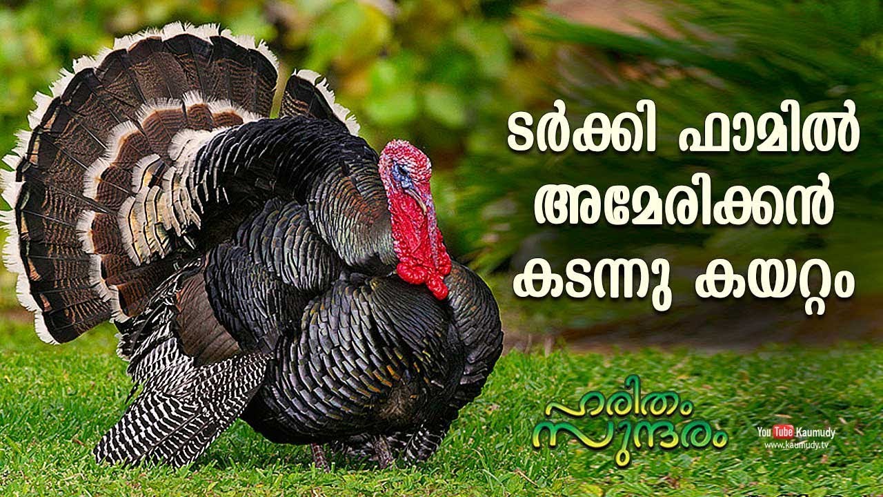 Must watch | American intrusion in Turkey Farm | Haritham Sundharam | EP 238 | Kaumudy