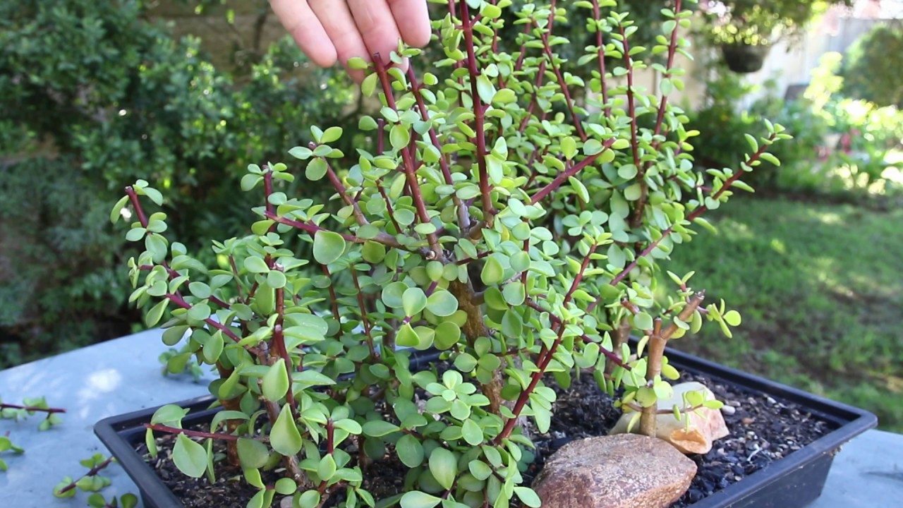 Pruning Spekboom, Portulcaria Afra