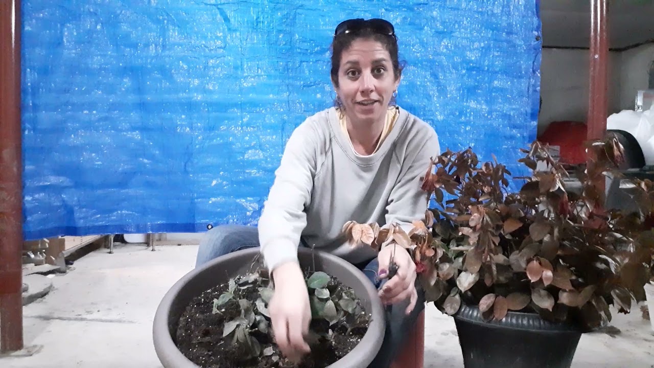 Mandevilla...and how I prepare them for winter!