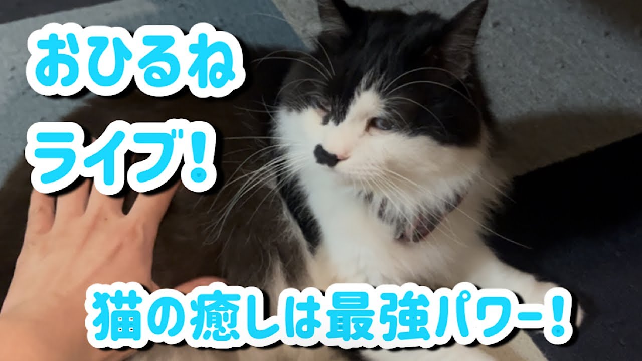ハチワレ猫とお昼のライブ配信！よかったらお話しませんか〜？