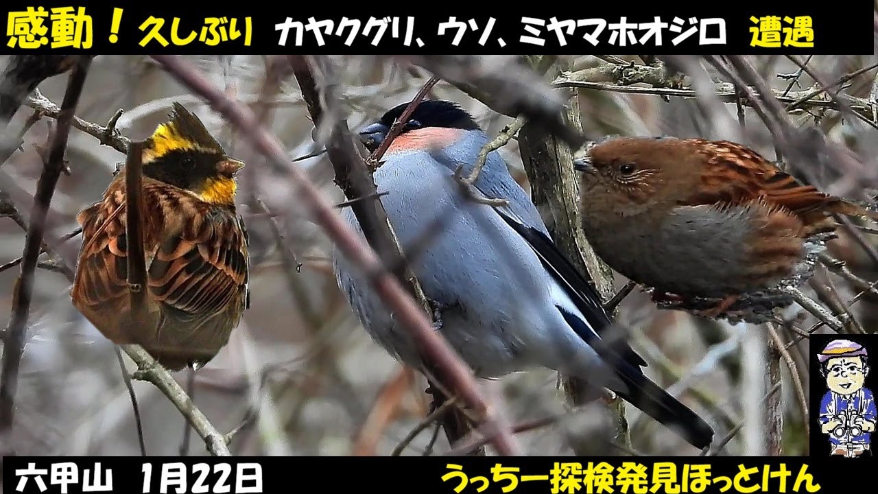 感動！久しぶりの雪が残る六甲山頂付近、ウソ、カヤクグリ、ミヤマホオジロ、ホオジロ、ベニマシコ、野鳥観察、うっちー探検発見ほっとけん