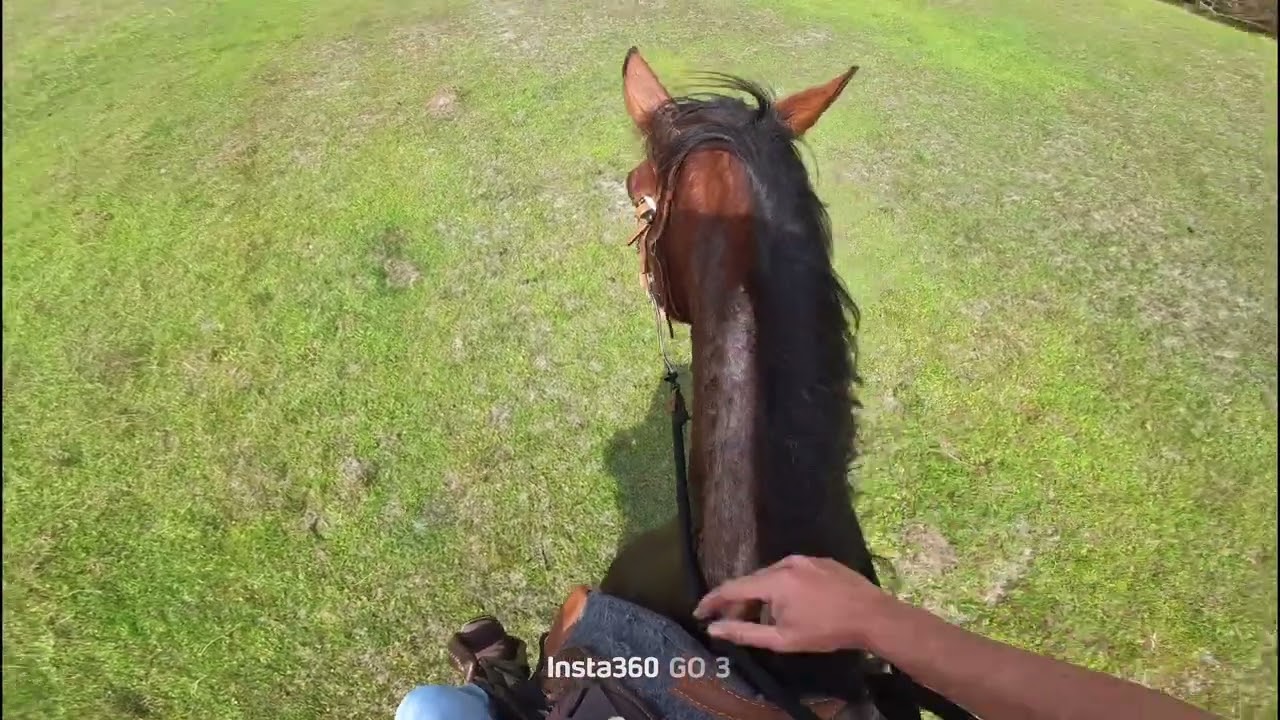 Working on the canter #horse 