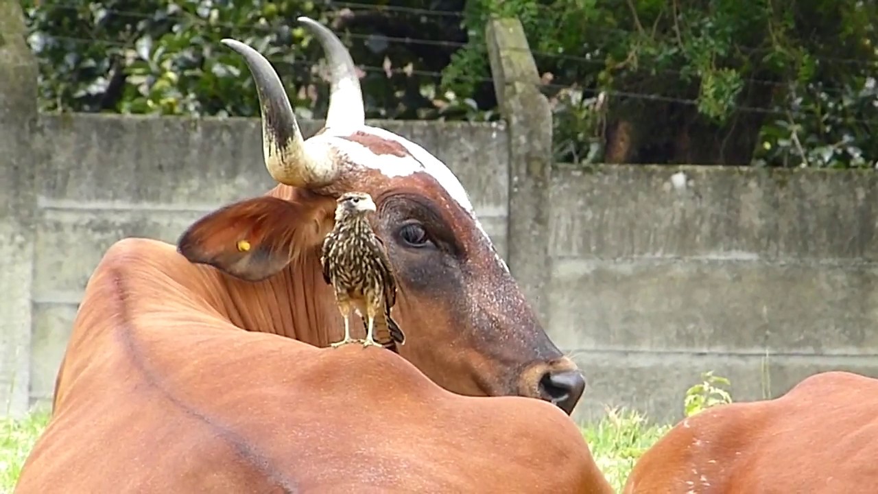 fauna brasileira sertaneja GAVIÃO CARRAPATEIRO animal selvagem rapina pantanal brazilian brazil