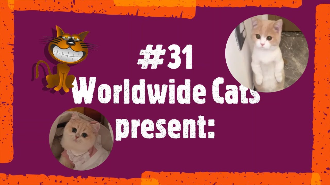 #31. Worldwide Cats: These Attractive Cat Make You Think Hard How They Do That