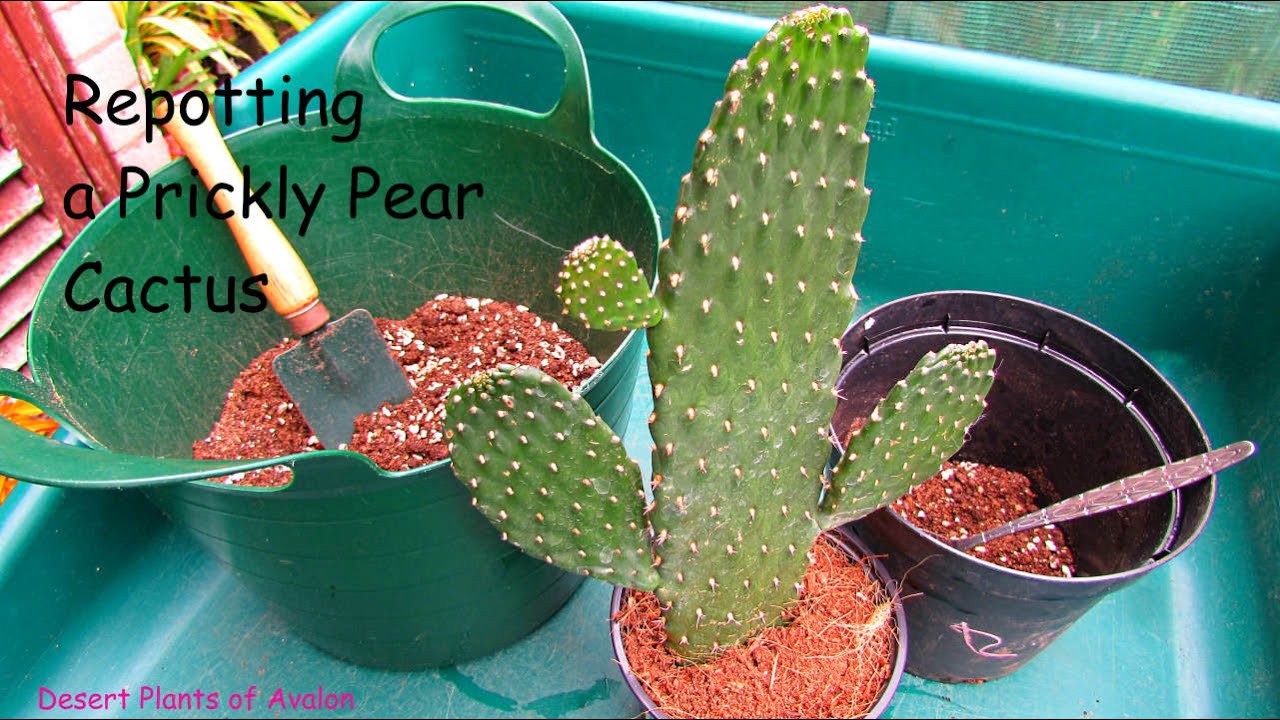Пересадка кактуса опунция 'Road Kill Cactus' | Opuntia Rubescens | Consolea Rubescens