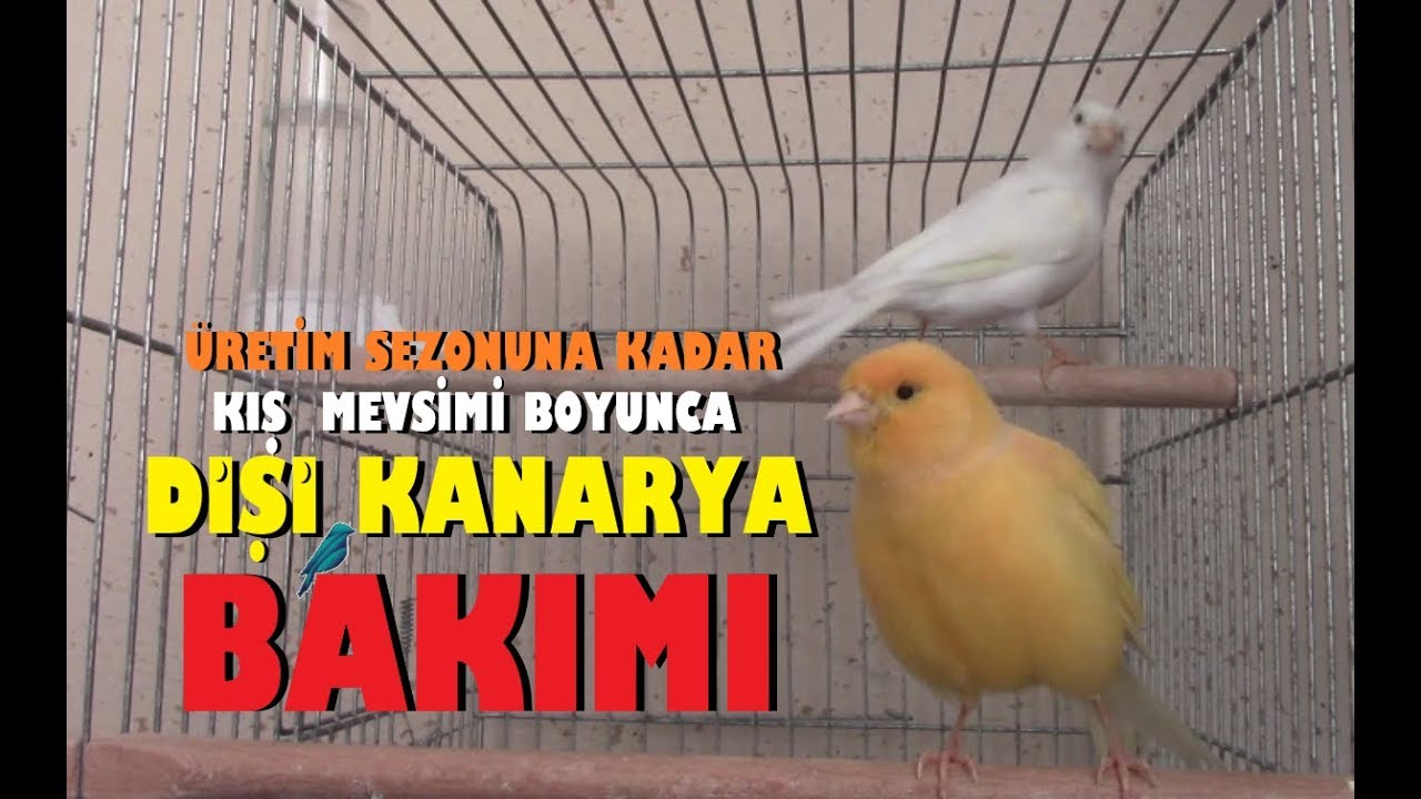 Dişi Kanaryalara KIŞ BOYUNCA NASIL BAKILMALI ? Üretim Sezonuna NASIL HAZIRLANMALI ?