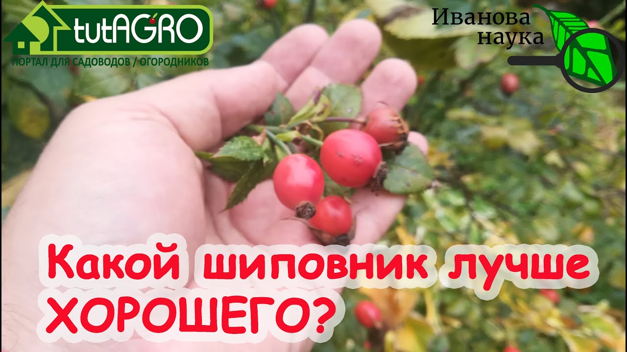 ВСЕ ВНИМАНИЕ НА... ТОРЧУНЫ! Как выбрать полезный шиповник? Шиповник - кладезь пользы и здоровья!