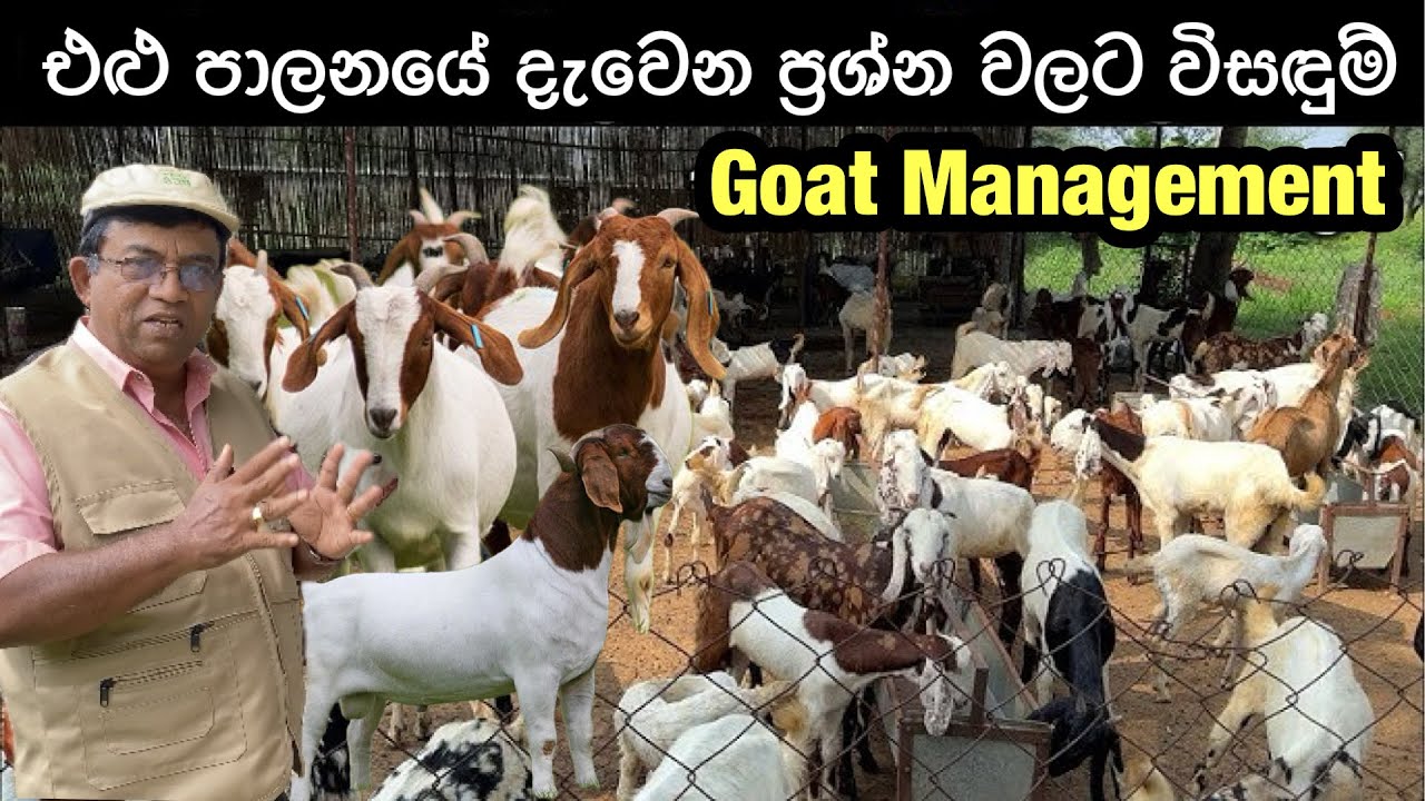 සාර්ථක එළු පාලනයට අත්වැලක්🐐🥛/Help For Successful Goat Management🐐#livestock #goatfarming
