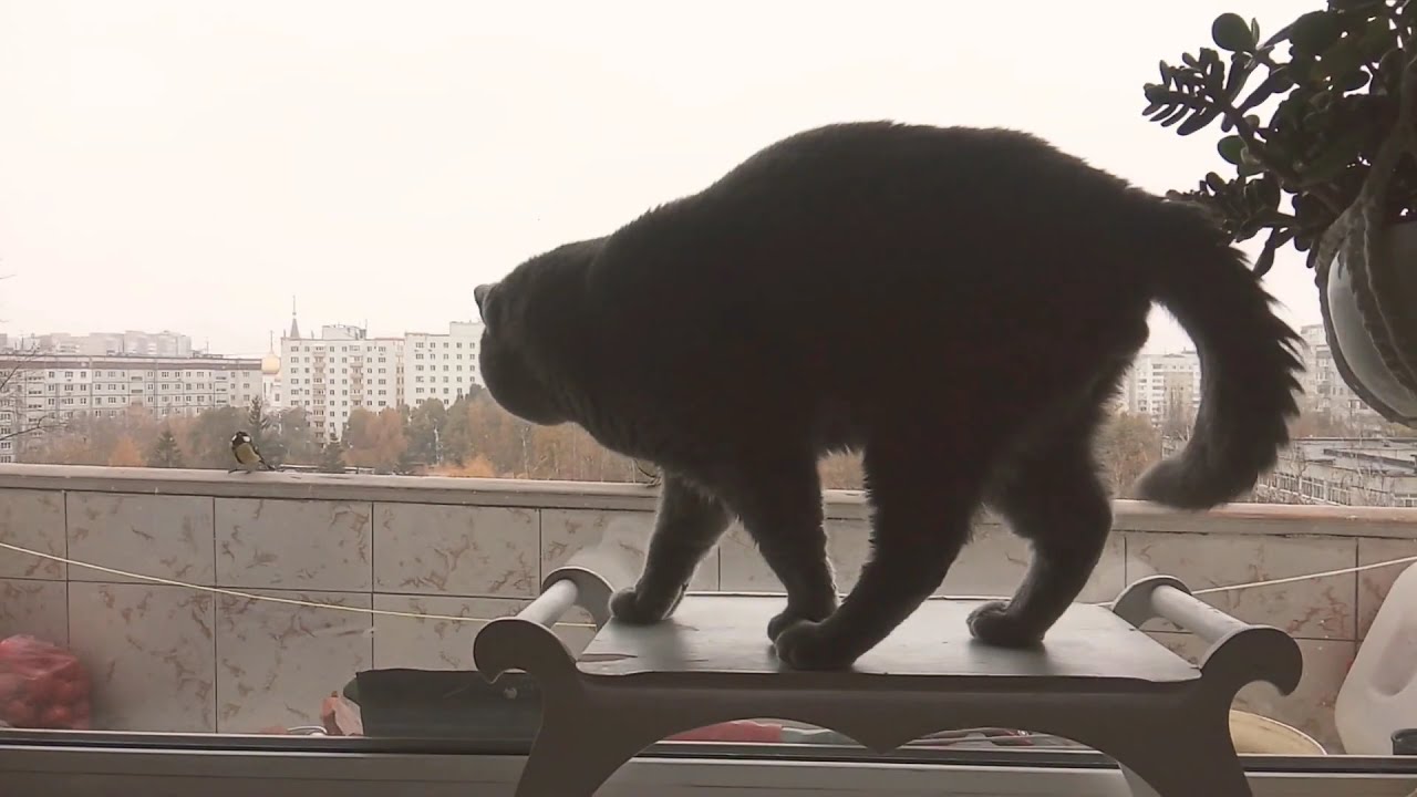 Синички волнуют Вукса