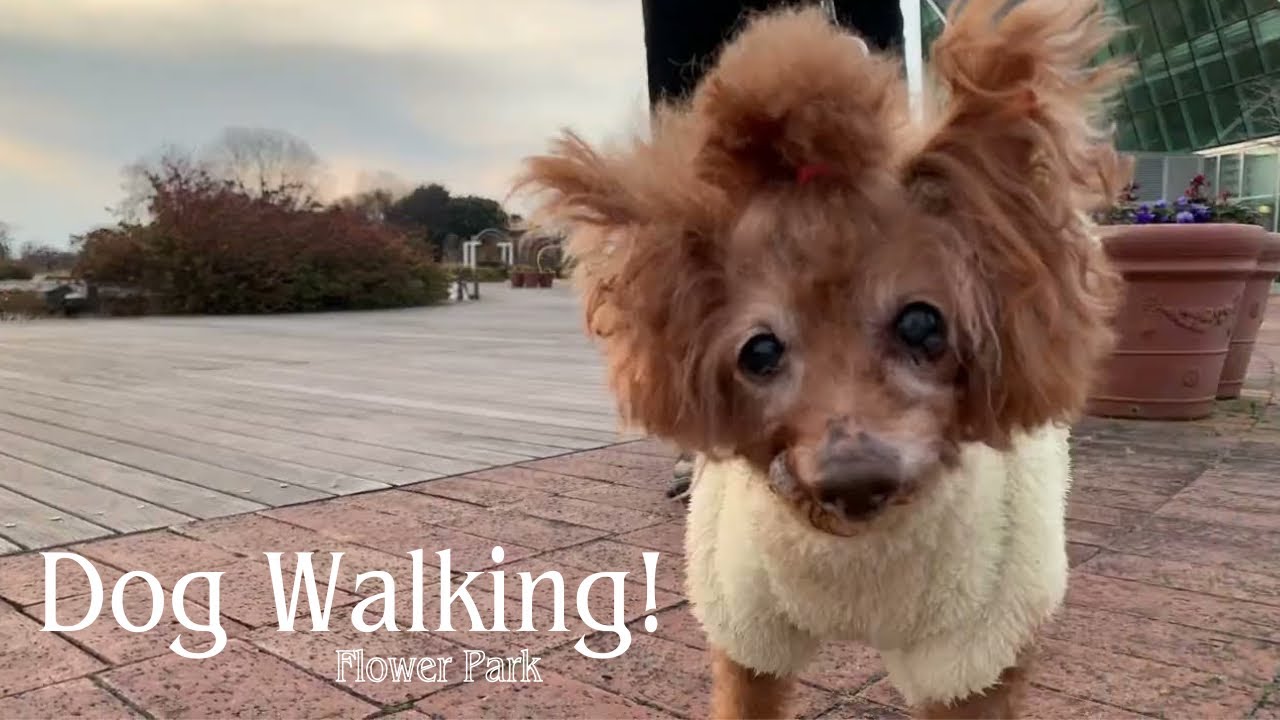 【Dog Walking!】 フラワーパーク編