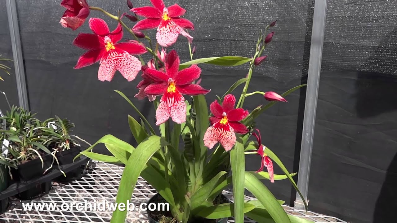OrchidWeb - Burrageara Nelly Isler 'Swiss Beauty' AM/AOS