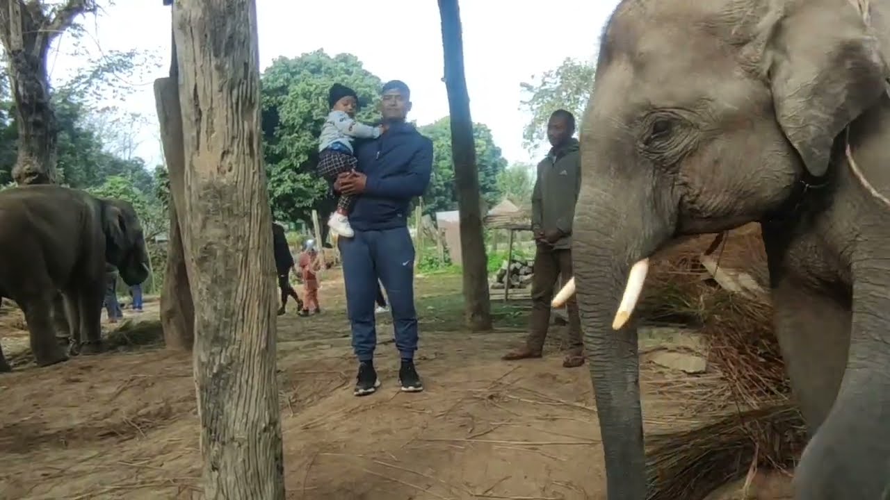 visiting to the chitwan national Park elephant Bridge #elephant #biganimals #tourism