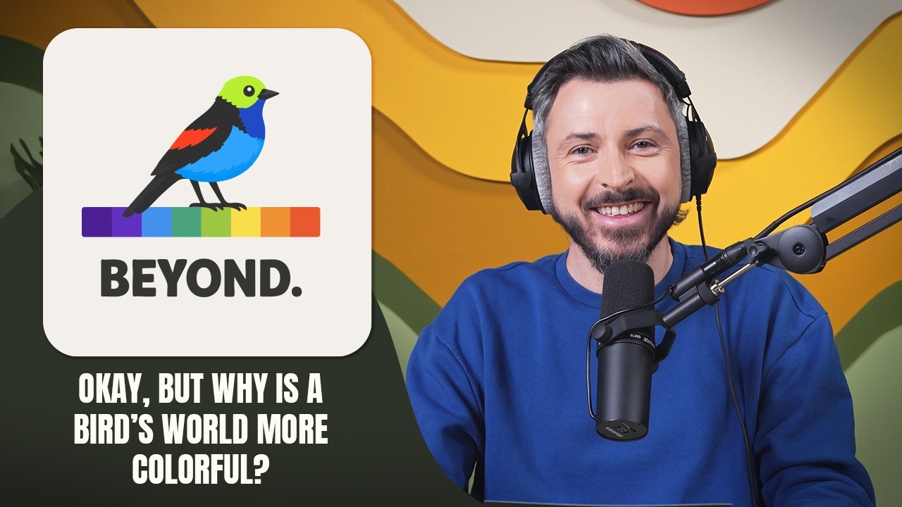 Okay, but why is a bird’s world more colorful?