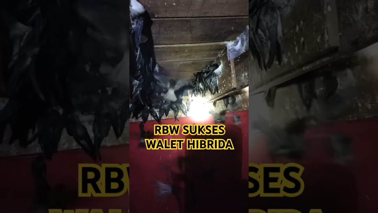ISI DALAM RBW SUKSES #rbw #rbwsukses #burungwalet #sarangwalet #rumahburungwalet