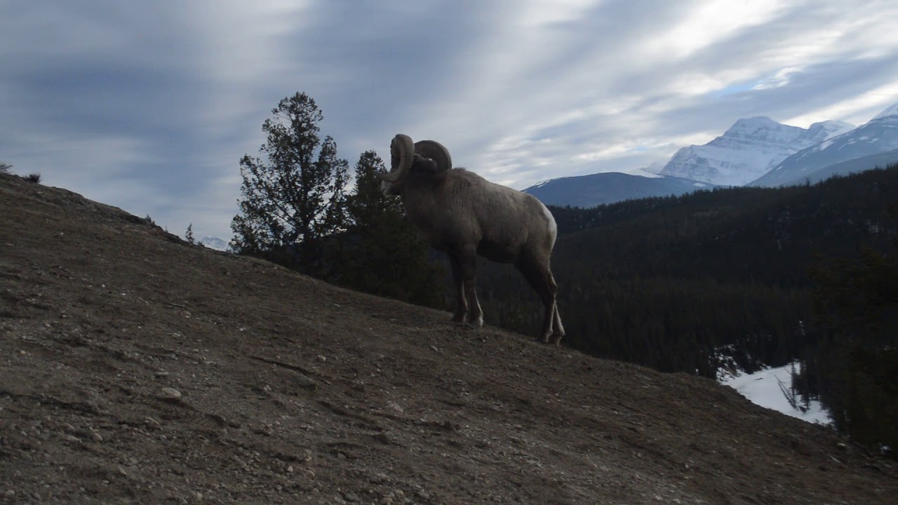 Majestic Ram on Fort Point