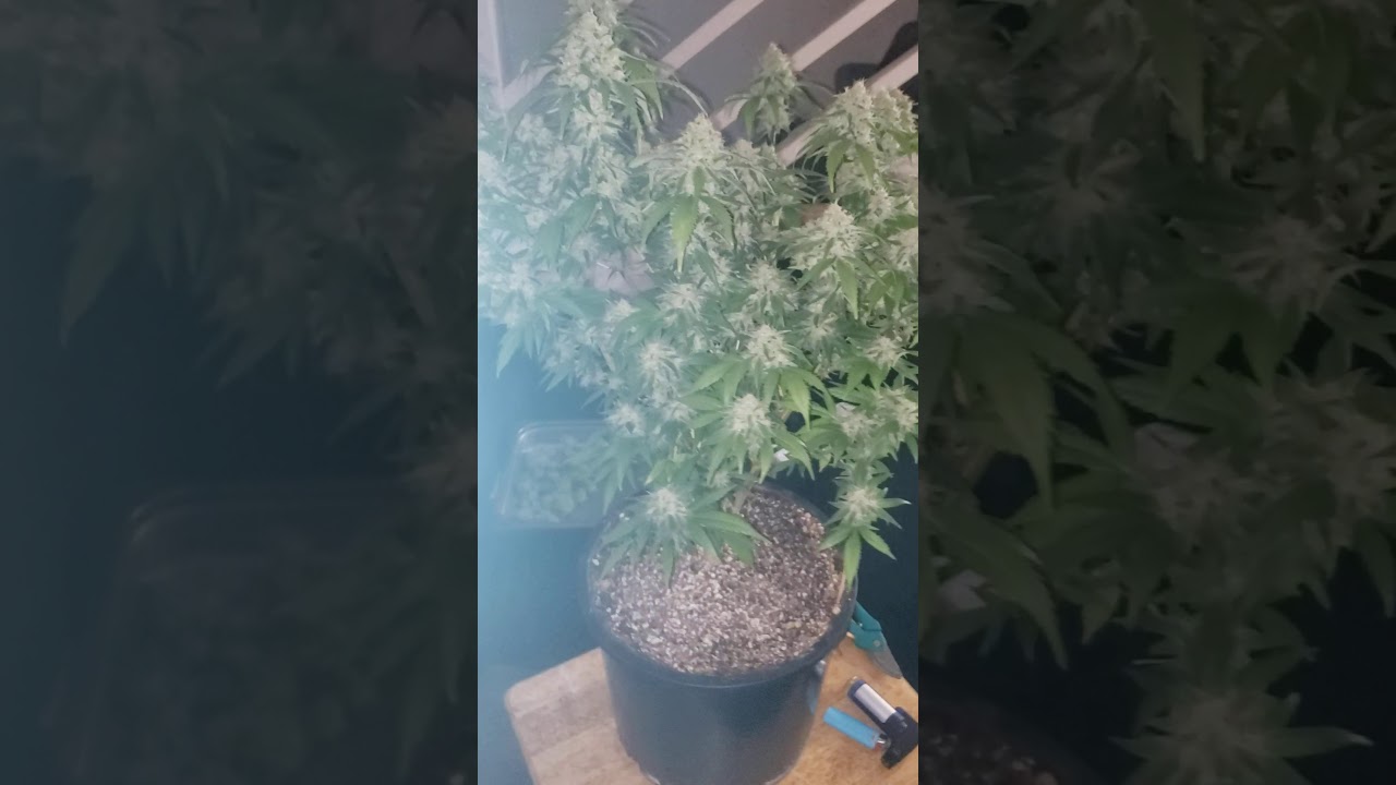 Durban Poison Cut ✂️ Down Review