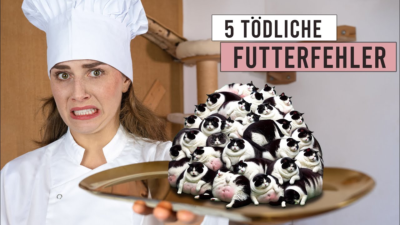 diese Futter Fehler bei Katzen können TÖDLICH enden 💀🐱 (trotzdem macht sie fast jeder)