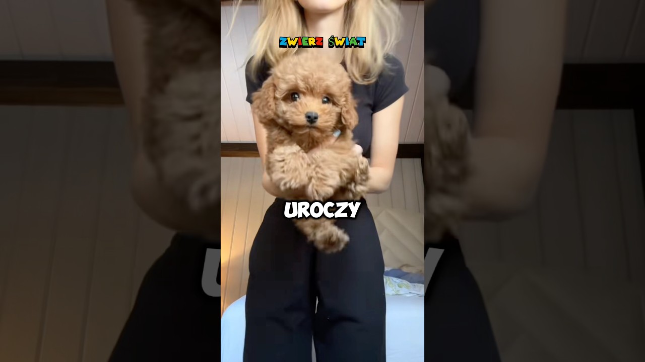 Najbardziej uroczy pies na świecie #śmieszne #psy #maltipoo #shorts