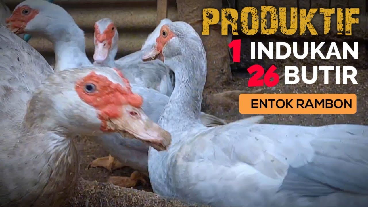 LUAR BIASA ! TERNAK ENTOK RAMBON 1 INDUKAN BERTELUR 26 BUTIR