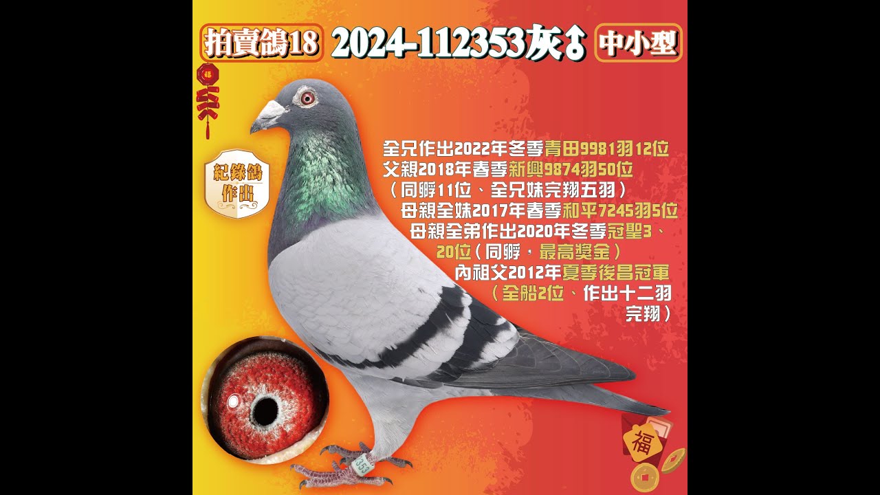 【許傳林鴿舍--拍賣鴿18】2024-112353灰♂｜王者號近親。全兄作出2022年冬季青田9981羽12位。父親2018年春季新興9874羽50位(同孵11位、全兄妹完翔五羽)。