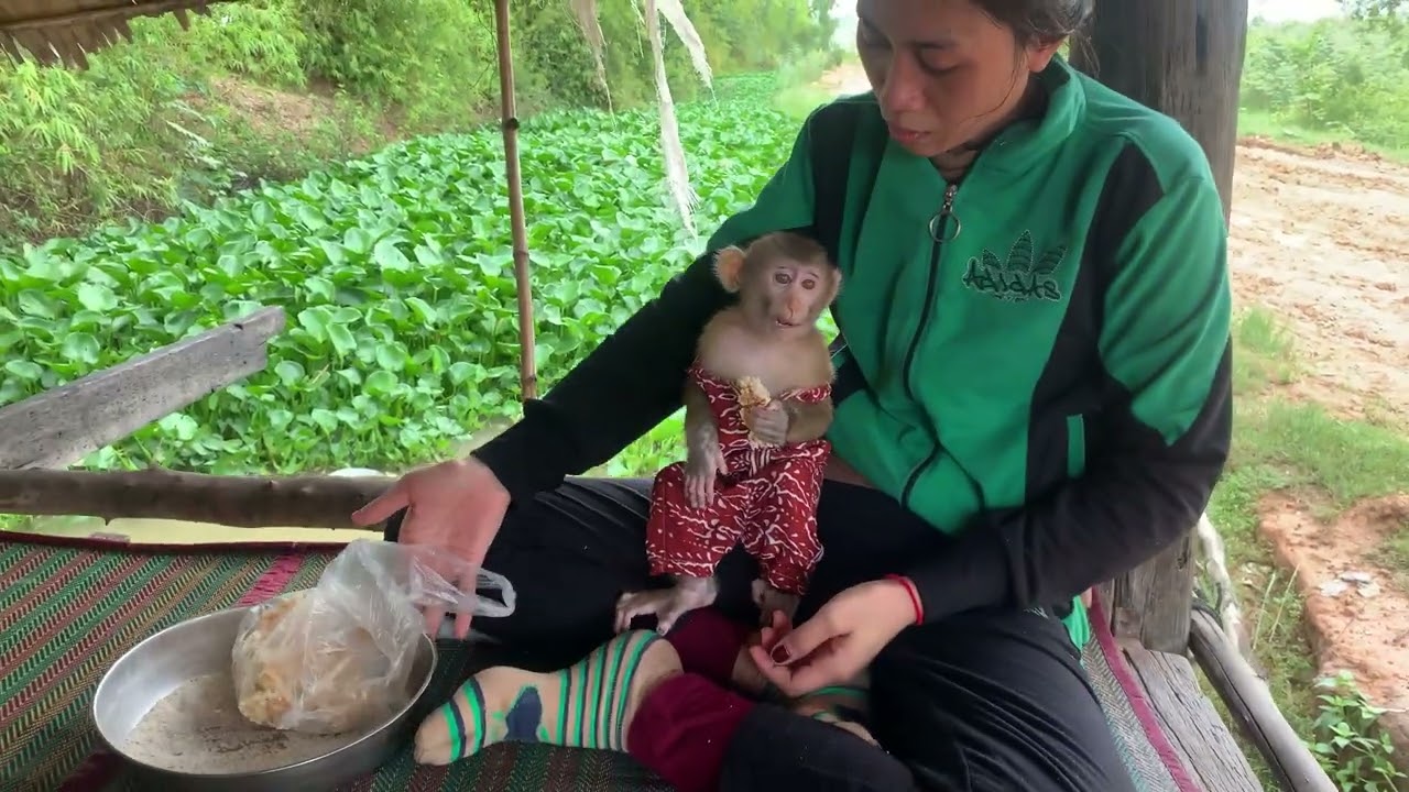 Smart baby monkey ROJO help mom feeding chicken and eating foods