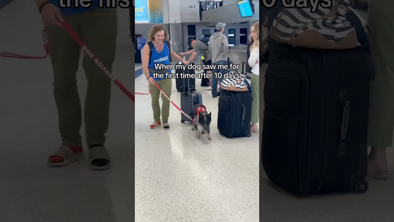 This dog was shocked to see his owner 👏