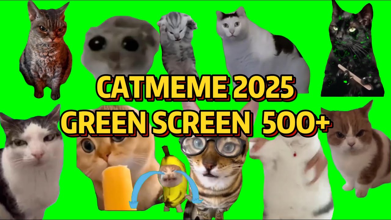 500+ уморительных мемов с котами на зелёном экране &mdash; лучшая подборка! || Catmeme Club🤣