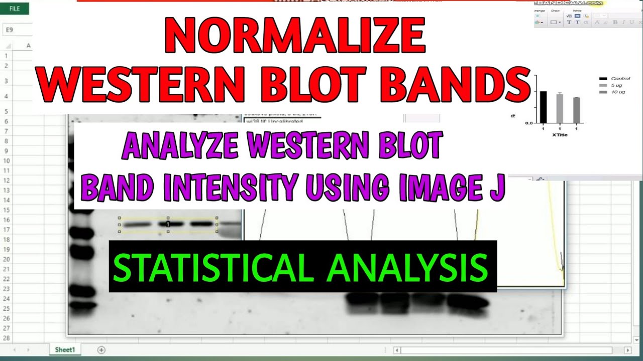 Normalization of western blot bands ll Statistical analysis ll xgene and proteinX