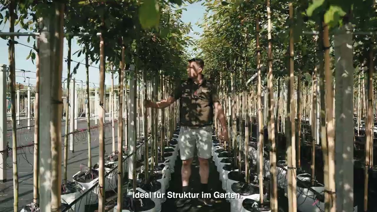 Warum einen Kugelbaum wählen