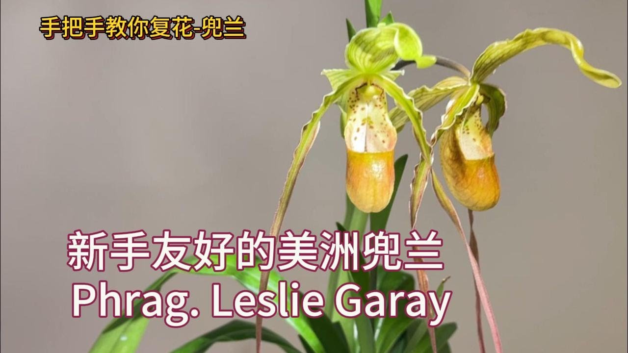 手把手教你复花-兜兰 新手友好的美洲兜兰 （拖鞋兰）莱斯利 Phrag. Leslie Garay