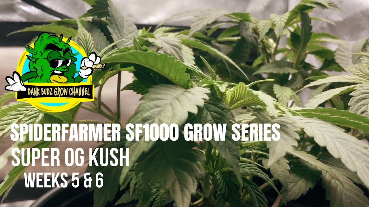 How I Grow Photoperiods | SPIDERFARMER SF1000 Grow Series | Super OG Kush | Weeks 5 & 6