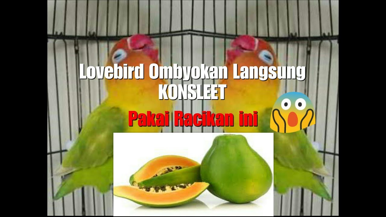 Cara membuat dopping alami Lovebird agar Konslet Gacor