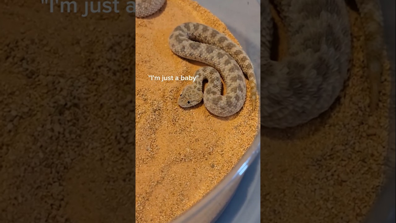Sand vipers are really strange snakes. #reptiles #venomoussnakes #pets #sandviper
