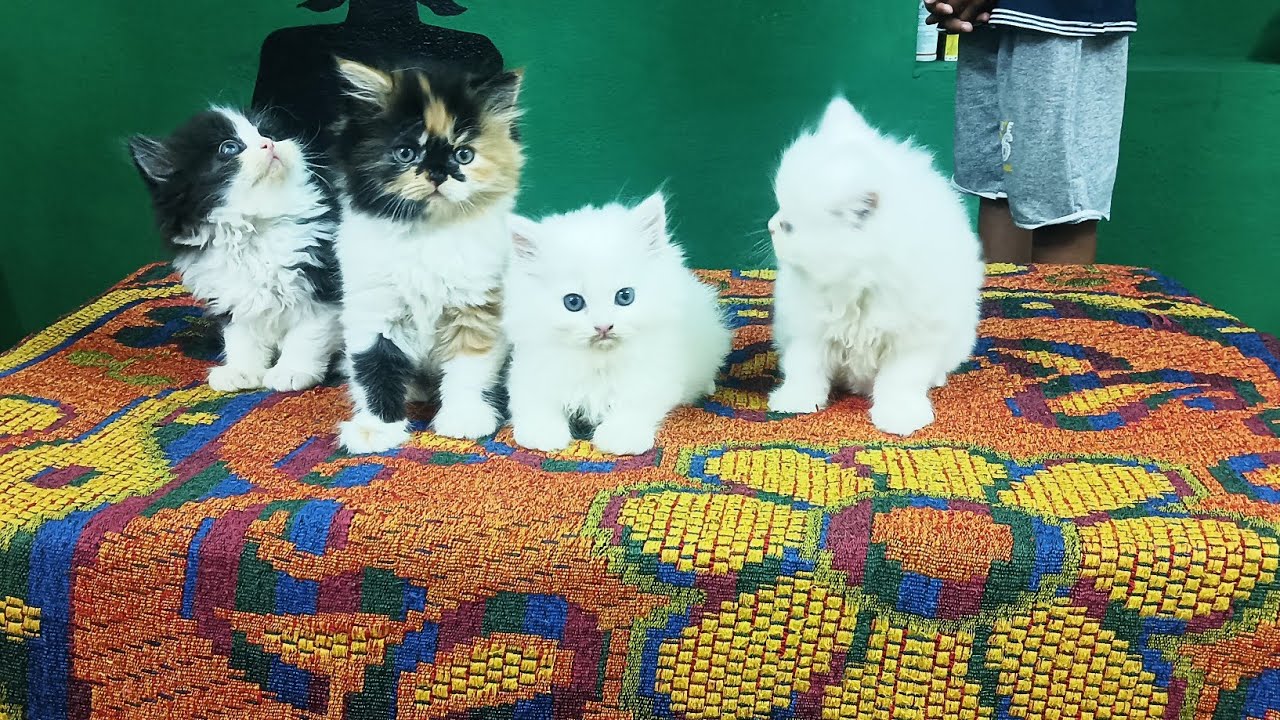 persian kitten available in Coimbatore #persian Coimbatore  #cat #sale triple  coat kittens