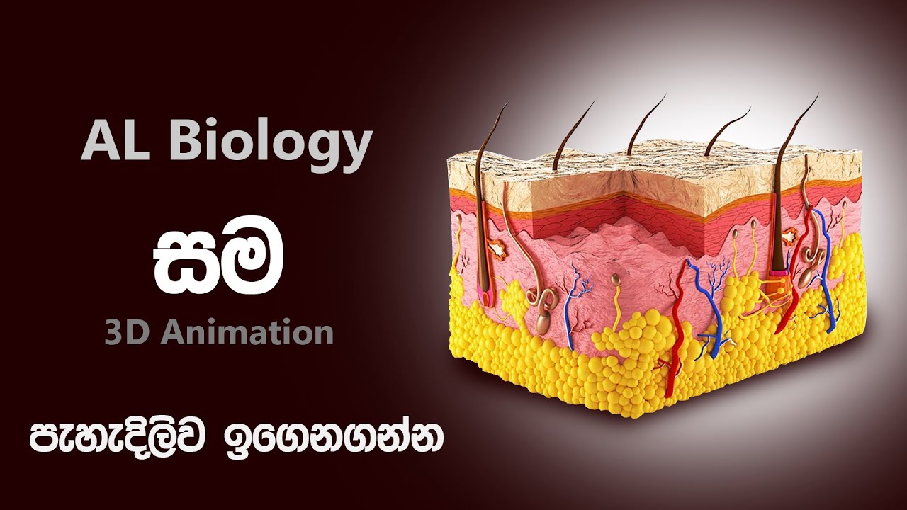 මානව සමේ ව්‍යුහය සහ ක්‍රියාකාරිත්වය 😨| human skin structure | AL biology in sinhala | manawa sama