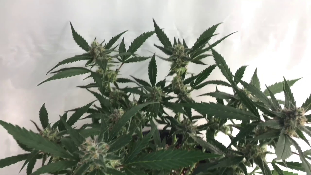 LED Grown - #7 (Fastbuds GSC auto & blue Dream Matic)