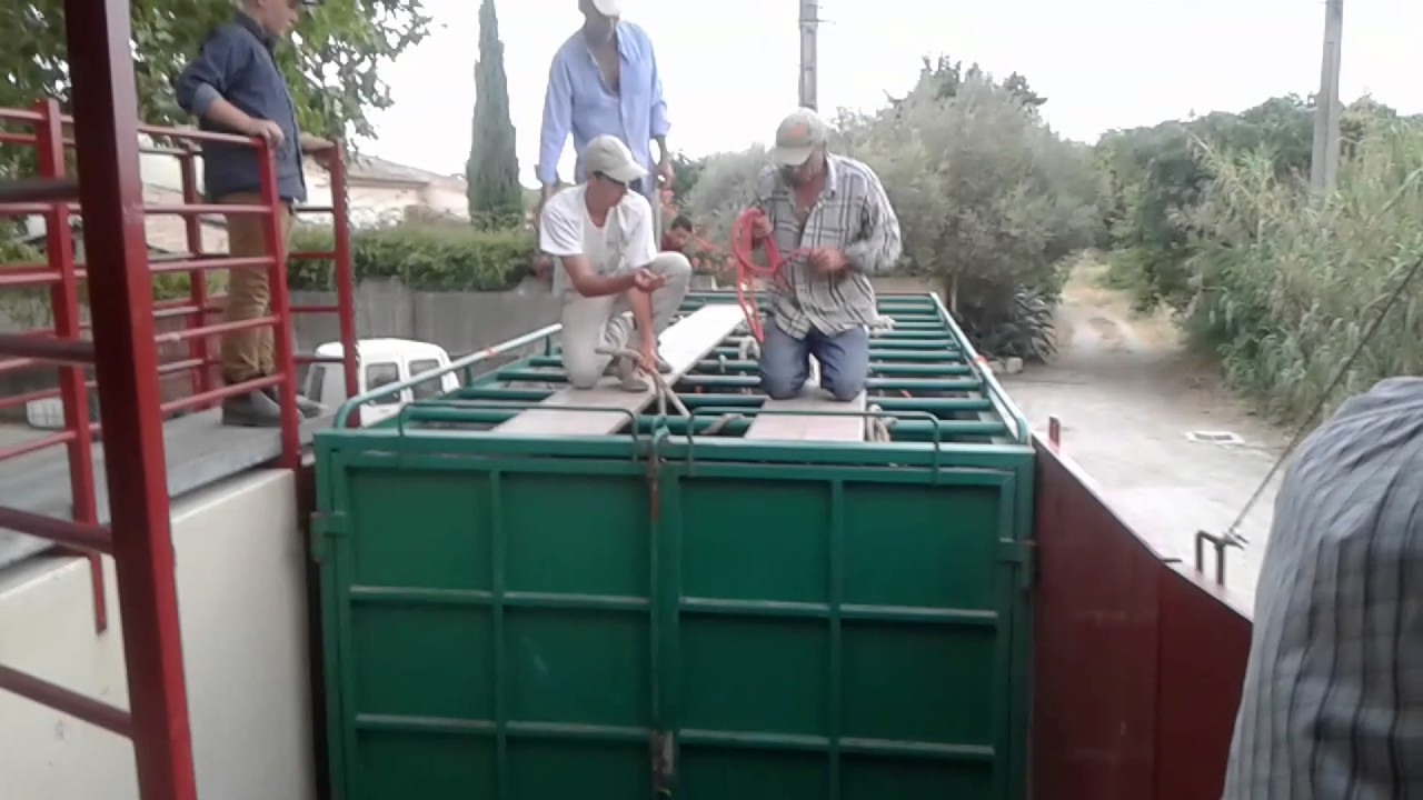 codognan vache presque échapper des arènes